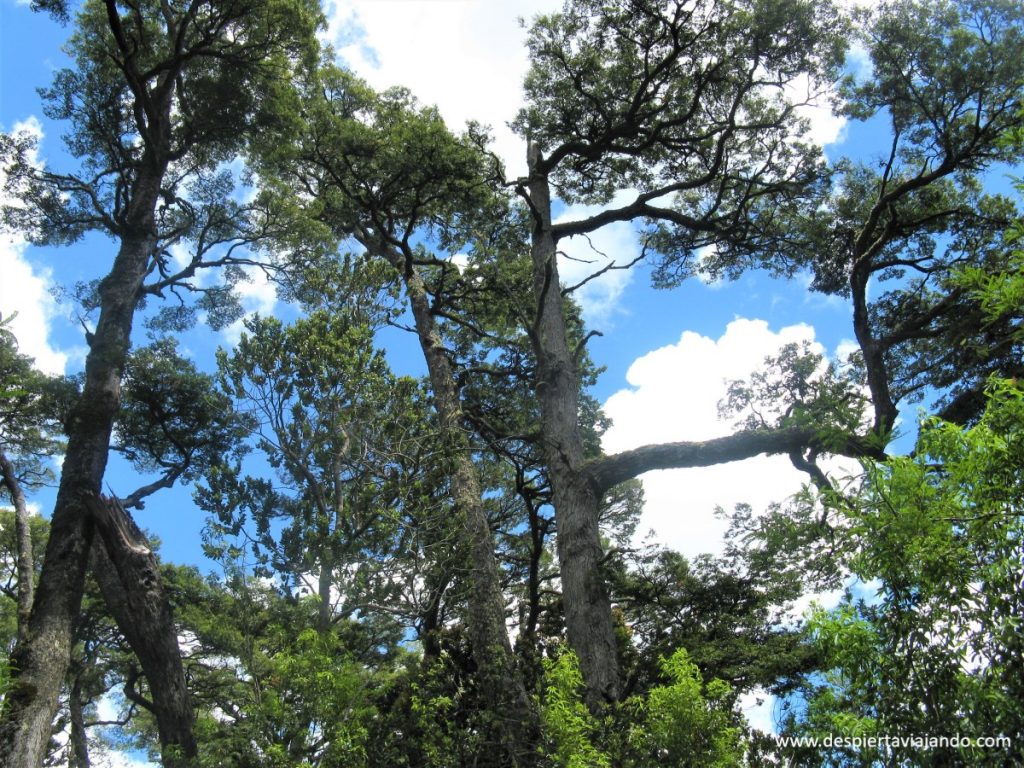 Mágicos bosques del sur de Chile